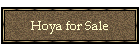 Hoya for Sale