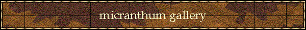 micranthum gallery